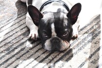 犬が『ストレス』を感じてしまう飼い主の行動4選　今すぐ改善すべきNG行為や負担をかけない環境づくりまで