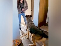 ２週間ぶりに帰ってきたお姉ちゃん→大型犬が気づいて…嬉しくて見せた『お出迎えの光景』に反響「ベリーダンスよりすごい」「尻尾が扇風機」