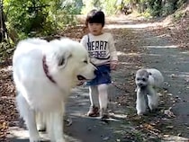 3歳の女の子が初めて超大型犬と小型犬を同時に散歩→小さな体で『完全に従える光景』に反響「大好きなんだね」「完璧にリラックスしてる」