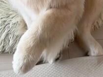 『おててちょんちょん』でおねだりする大型犬→なぜか方法が変わり…可愛すぎる『構ってアピール』に反響「奈良の鹿かな？」「可愛すぎるｗｗ」