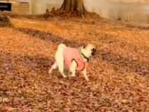 湖のほとりを歩く犬→飼い主を見つけた瞬間…まるで人間？『華麗な二度見』が33万再生「止まる音が聞こえてくるｗｗ」「姿勢までもがキレイ」