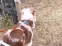 コミュ力が高すぎる犬と牧場へ→『ヒツジと仲良くなりたい』と挨拶したら…ちょっぴり切ない光景が10万再生「本能って凄いｗ」「ドン引きで草」