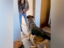 ２週間ぶりに帰ってきたお姉ちゃん→大型犬が気づいて…嬉しくて見せた『お出迎えの光景』に反響「ベリーダンスよりすごい」「尻尾が扇風機」