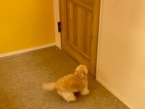 トリマーのお姉さんが大好きな犬→ドアの前で出待ちして…まるで『恋』をしているような光景が50万再生「ファンサの神」「しっぽ飛びそうｗ」