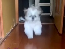 パパが東京出張から帰ると、犬が…思った以上の『熱烈大歓迎』と『愛おしい行動』に反響の声「日本一平和な光景」「スーパー監視スタイル」