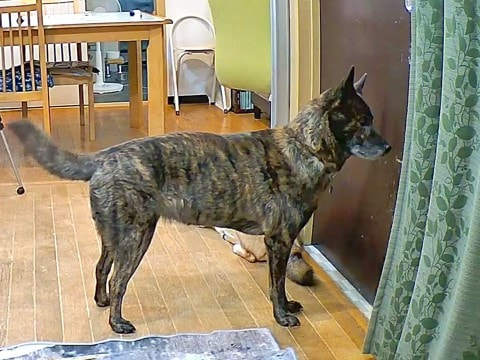 家に『家族じゃない人』が侵入したら、犬はどうするのか検証→吠えるのかと思いきや…『想定外の反応』が22万再生「めちゃくちゃ頭いいな」