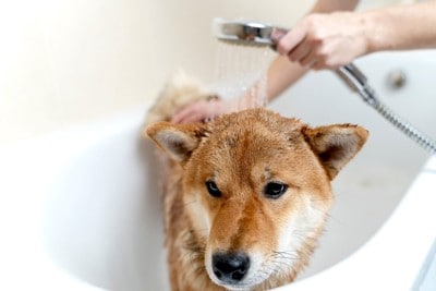 シャワー中の柴犬