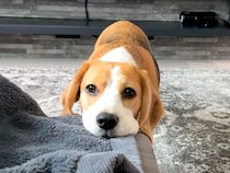 出勤前、いつも何かを訴えてくる犬→『寂しいのかな』と思いきや…想定外な『まさかのおねだり』が話題「割り切っているのがｗ」「お利口さん」