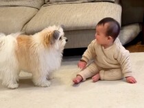 犬が『赤ちゃんを遊びに誘った』結果→追いつけない速度で…尊すぎる『お兄ちゃんをする光景』が280万再生「子守りの天才」「かわいい世界」