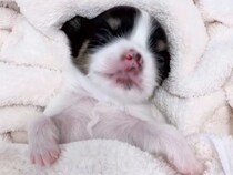 全然起きない赤ちゃん犬→心配になり病院に行った結果…思いもよらない『まさかの診断名』が90万再生「別名高木ぶー」「朝ご飯中にワロタ」