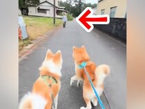 3匹の秋田犬を散歩中『大好きなおじさん』を発見→はしゃぎ過ぎてしまい…まさかのハプニングが52万再生「すごい引っ張られてるｗ」「爆笑」