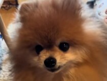 酷い環境で管理された『5歳の元繁殖犬』を保護→獣医師から『歯がボロボロで14歳並み』と言われ…『現在の光景』に反響「素敵な笑顔」「幸せに過ごして」