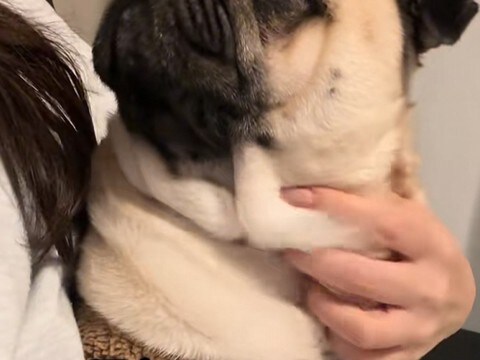 電話しているフリで『犬が好きな言葉』を言った結果…おもしろ可愛い『リアクション』が210万再生「お話ちゃんと聞いてる」「島忠ｗ」と反響