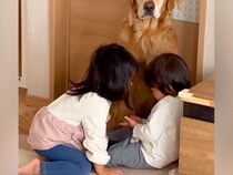 母に近づきたい大型犬→目の前で『女の子と男の子』が遊び始めてしまい…まさかの『優男すぎる対応』が209万再生「眼差しがｗ」「見習いたい」