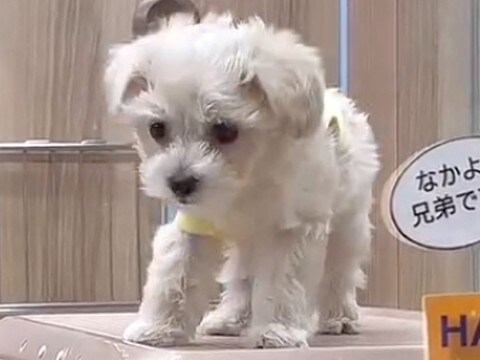 『たれ耳の子犬』を飼ったと思ったら…完全に想定外な『別の動物に変化したような光景』が157万再生「まさかのｗ」「可愛さ100倍になった」