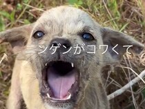 用水路に捨てられていた『人間不信の小さな子犬』を保護…涙が止まらない『心を許した瞬間』が1497万再生「顔が全然違う」「本当によかった」