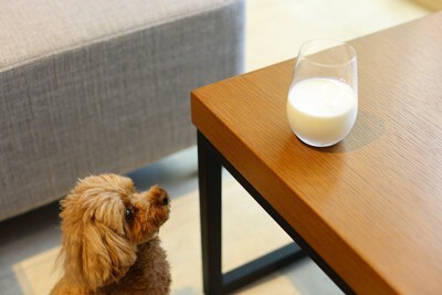 ミルクを見つめる犬
