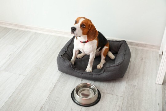 犬が寒くなると水を飲まない『4つの原因』冬場の脱水を防ぐ方法とは？