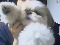 仕事中、彼氏から『子犬の見守りカメラ見て！』と連絡→焦って確認した結果…『想定外の光景』に9万いいね「予想外すぎて草」「素敵な瞬間」