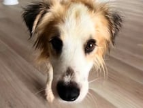 処分寸前で保護された犬を『先住犬とともに大切に育てた』結果…涙が止まらない『数ヶ月間の物語』に反響「切なすぎる…」「最後までありがとう」