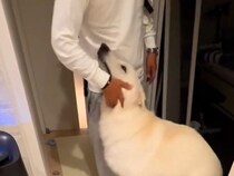 パパが『1泊の出張から帰ってきたら』、大型犬が…帰宅した瞬間の『嬉しさいっぱいの反応』が可愛すぎると絶賛「すごく嬉しそう」「よかったね」