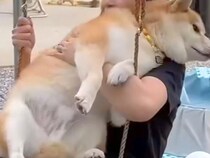 乗り物が大好きな柴犬→お庭に『ブランコ』を設置した結果…あまりにも過酷な『まさかの光景』が34万再生「もはや筋トレで草」「幸せな顔ｗ」