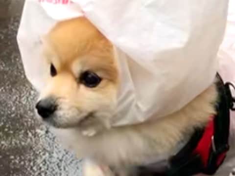 老犬と雨の日にお散歩→思わず二度見してしまう『まさかの対策』が215万再生「片足諦めてて草」「給食当番みたいｗ」「頼むから近所にいて」