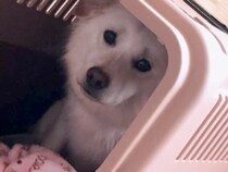 施設から保護犬を引き取って1日後、怯えた表情を浮かべていて…2か月後の『嘘のように変化した光景』が28万再生「幸せなセカンドライフを」