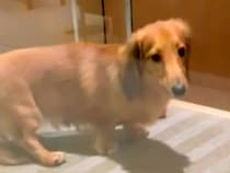 生後８ヶ月半まで売れ残っていた犬→『一緒に帰ろう』と決めた結果…幸せ過ぎる現在の光景が15万再生「会えるのを待っていたんだ」「泣いた」