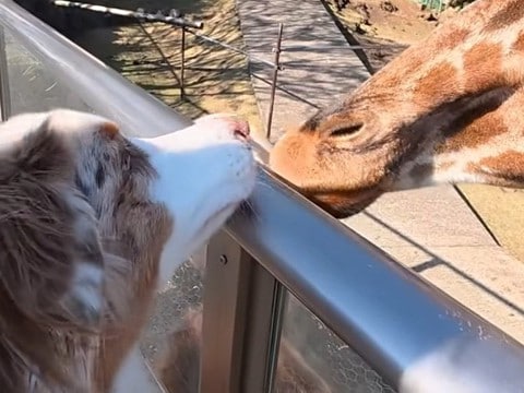 初めて『動物園』にやってきた2匹の犬→楽しすぎて…まるで『小さな子ども』のような行動が5万再生「お友達天国w」「お目目キラキラで最高」