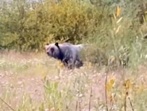 犬とキャンプに出かけたら『巨大な熊』と遭遇→危機迫る中、気配を察知したワンコの行動に称賛の声「めっちゃ勇敢で感動」「野生の勘ってスゴイ」