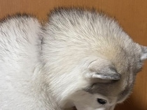 ワクチン接種のために注射をしたハスキー犬→帰宅後にみせた『まさかの落ち込み具合』に3万いいね「予想より落ち込んでたｗ」「めちゃ可愛い」