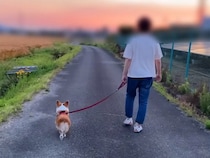 自転車で下校するお姉ちゃんに遭遇した犬→嬉しくなりすぎて…散歩どころではなくなってしまう様子が37万再生「方向転換ｗ」「幸せな帰り道」