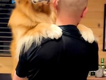 お父さんに抱っこをせがむ大型犬→なぜか元気がなくて…不機嫌になった『可愛すぎる理由』が151万再生「お口がへの字ｗ」「正直でよろしいｗ」