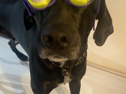 『パーティー用サングラス』を大型犬にかけてみた結果→似合いすぎている『アニメのような表情』に1万いいね「ピクサー感ｗ」「アメリカン」