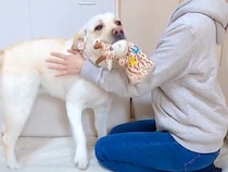 実家の犬と遊んで帰り、愛犬と１日ぶりに再会したら…浮気に気づいた瞬間の『まさかの態度の豹変』に反響「嫉妬で逃亡ｗｗ」「オチまで完璧」