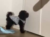 「可愛すぎて変な声出たｗ」手の影を壁に映したら、赤ちゃん犬が反応して…純粋無垢すぎる『尊い行動』が128万再生「愛おしすぎるだろ…」