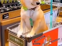 おばあちゃんと買い物に来た犬→途中でトイレに行くと…絵に描いたような『ぴえん顔』が31万再生「抱きしめてあげたい」「すごい探してる」