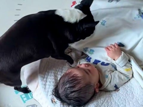 どうしても赤ちゃんと一緒に寝たい犬→そっと隣にやってきて…まさかの『可愛すぎる行動』に反響「すっかりお姉ちゃんだね」「守ってる」