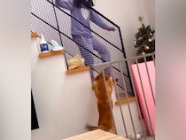 インフルエンザで隔離中の女の子→３日ぶりにリビングへ来た結果、犬が…尊すぎる『愛情あふれる光景』に反響「大好きなの伝わる」「嬉しさ爆発」