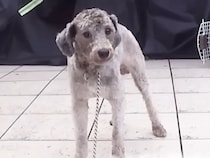 『土手に捨てられていた犬』と6年間一緒に暮らした結果…当時が嘘のような『現在の光景』が10万再生「成長に泣けた」「健気でたまらない」