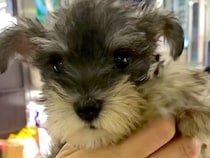 手のひらサイズの『天使のような小型犬』をお迎え→大切に育てた結果…思っていたのと違う『成長』が67万再生「可愛すぎる」「愛情たっぷり」