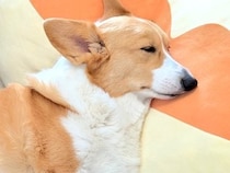 『やけに子犬が静かだな』と様子を見に行った結果→まさかの『芸術的な寝姿』に37万いいね「本州そのもので草」「左前脚の付け根に住んでます」