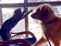 高熱でぐったりしていた大型犬→子猫が遊びに誘った結果…あまりにも尊い『優しすぎる光景』に反響「ムリせずに遊んでいて凄い」「優しい」