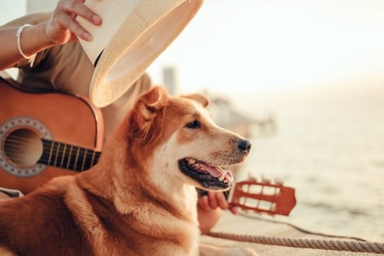 犬がご機嫌になる『音』5選 愛犬が大喜びする理由や音を聞かせるときの注意点とは?