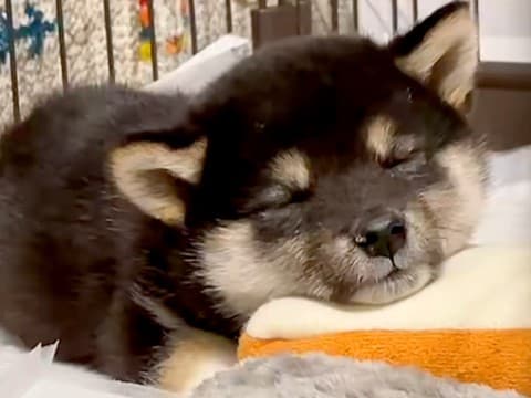 店員さんに『大人しい子です』と言われた赤ちゃん犬を飼った結果…まさかの『猫を被っていた様子』が185万再生「荒ぶりww」「元気が一番」