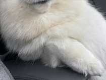 車の助手席に乗る大型犬に『肘置き』を占拠されて…まるで人のような『貫禄が溢れる光景』に反響「かっこイーヌ」「サモエド様の肘おきｗ」