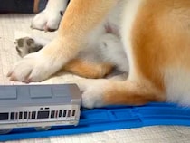 『脱線事故を起こす柴犬』電車のおもちゃで遊ぶ小さな男の子→無慈悲すぎる『邪魔の仕方』が11万表示「仕方ないｗｗ」「可愛すぎるあんよ」