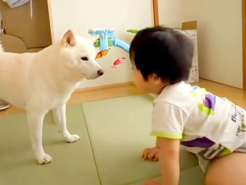 赤ちゃんと遊ぶ犬→うっかり手を踏んでしまったら…まさかの『仕返し』が面白すぎると34万再生「ガン見w」「気まずくて草」「声あげて笑った」