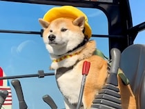 乗り物が大好きな柴犬のために『巨大ショベルカー』を手配した結果→まさかの展開が15万再生「あまりにも可愛すぎる」「本当に楽しそう」と絶賛